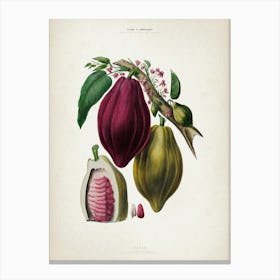 Vintage Denisse 3 Cacao Canvas Print