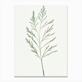 Caraway Leaf Minimalist Watercolour 1 Canvas Print