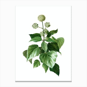 Vintage Common Ivy Botanical Illustration on Pure White n.0120 Canvas Print