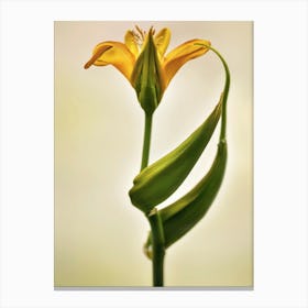 Yellow Lily Unfurling Canvas Print