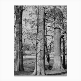 trees Canvas Print