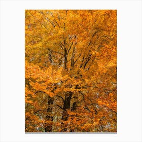 Autumn Trees In The Forest Wood Canvas Print