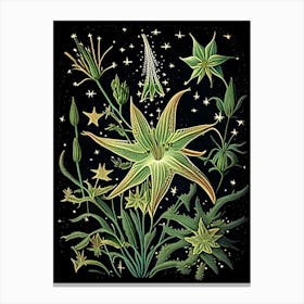 Shooting Star Wildflower Vintage Botanical Canvas Print