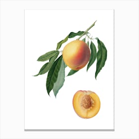 Vintage Peach Botanical Illustration on Pure White 3 Canvas Print