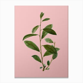 Vintage Grey Willow Botanical on Soft Pink n.0164 Canvas Print