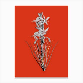 Vintage Yellow Asphodel Black and White Gold Leaf Floral Art on Tomato Red n.0774 Canvas Print