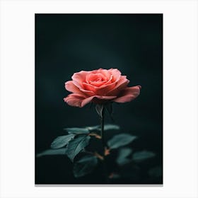 Pink Rose On Dark Background 1 Canvas Print