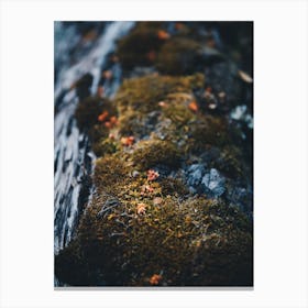 Moss On A Log Canvas Print