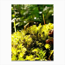 Dew on the grass Canvas Print