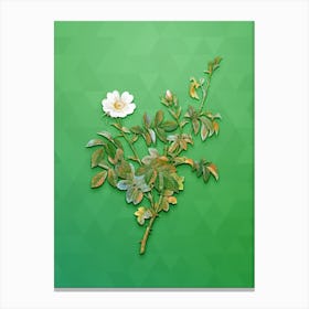 Vintage White Downy Rose Botanical Art on Classic Green n.0612 Canvas Print