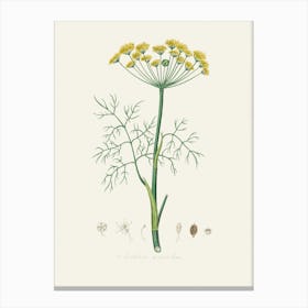 Vintage Botanical John Stephenson and James Morss Churchill Art Print_2731663 Canvas Print