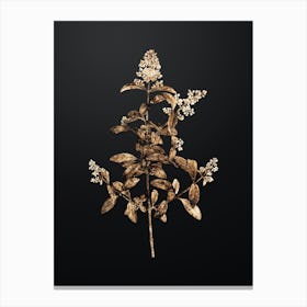 Gold Botanical Wild Privet on Wrought Iron Black n.4490 Canvas Print