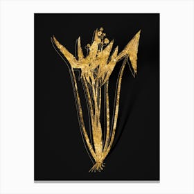 Vintage Arrowhead Botanical in Gold on Black n.0564 Canvas Print