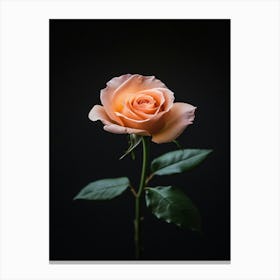 Single Rose On Black Background 55 Canvas Print