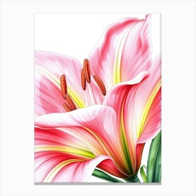 Pink Lily 3 Canvas Print