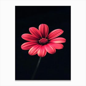 Red Daisy Canvas Print