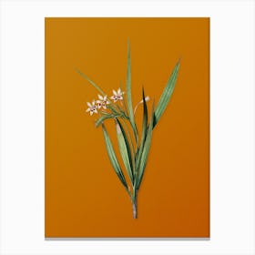 Vintage White Baboon-Root Botanical on Sunset Orange n.0251 Canvas Print