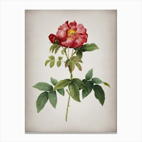 Vintage Provins Rose Botanical on Parchment n.0327 Canvas Print