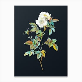 Vintage White Anjou Roses Botanical Watercolor Illustration on Dark Teal Blue n.0571 Canvas Print