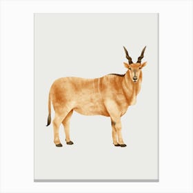 Antelope 1 Canvas Print