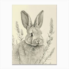 English Lop Drawing 4 Canvas Print