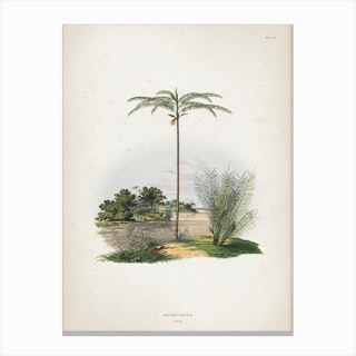 Vintage Martius 1 Oenocarpus Bataua Canvas Print
