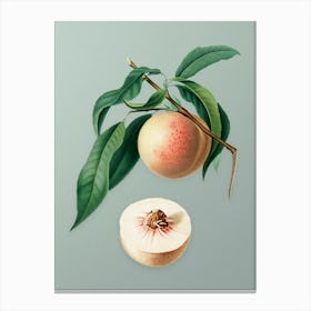 Vintage Peach Botanical Art on Mint Green n.0177 Canvas Print