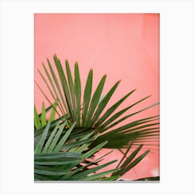 Pink Palm Canvas Print