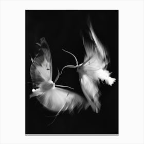 Two Moths In Flight Canvas Print