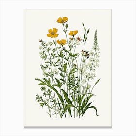 Vintage Botanical Galleria Style Wildflower Painting 22 Canvas Print