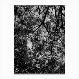 Beautiful black tree from below silhouette Canvas Print