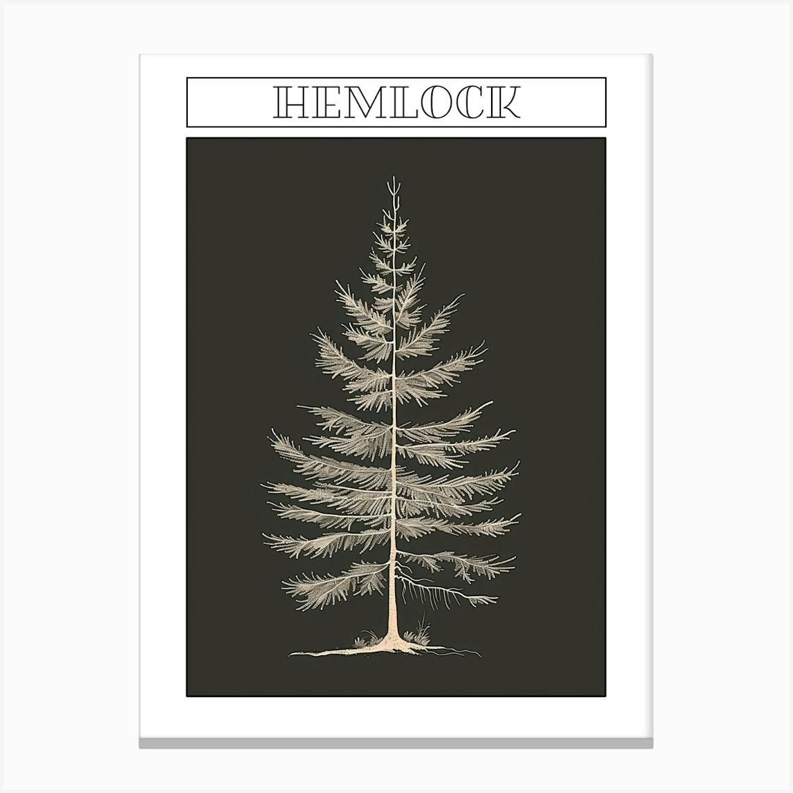 Create a watercolor illustration of a canadian hemlock tree. The tree  should be depicted as very tall with a strong trunk and dark green leaves.  Clipart with white background - Clip Art