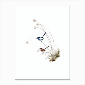 Vintage White Winged Wren Bird Illustration on Pure White Canvas Print