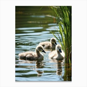 Swans In The Pond Canvas Print