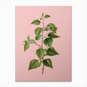 Vintage Black Birch Botanical on Soft Pink n.0014 Canvas Print