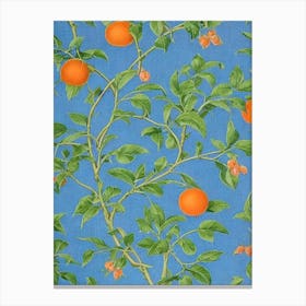 Orange 2 Vintage Botanical Fruit Canvas Print