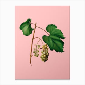 Vintage Friulli Grape Botanical on Soft Pink n.0189 Canvas Print