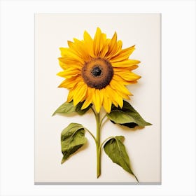 Pressed Flower Botanical Art Sunflower 2 Canvas Print