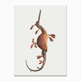 Seahorse Canvas Print