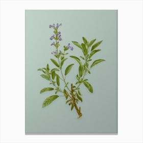 Vintage Garden Sage Botanical Art on Mint Green n.0754 Canvas Print