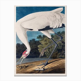 Hooping Crane   Birds Of America, John James Audubon Canvas Print