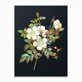 Vintage White Candolle Rose Botanical Watercolor Illustration on Dark Teal Blue n.0537 Canvas Print
