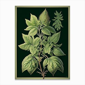 Oregano Leaf Vintage Botanical 1 Canvas Print