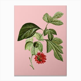 Vintage Paper Mulberry Flower Botanical on Soft Pink n.0108 Canvas Print