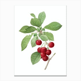 Vintage Cherry Botanical Illustration on Pure White n.0934 Canvas Print