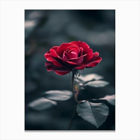 Red Rose 19 Canvas Print