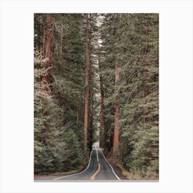 Redwood Forest Road Canvas Print