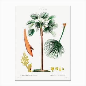 Palm Fan, Pierre Joseph Redoute Canvas Print