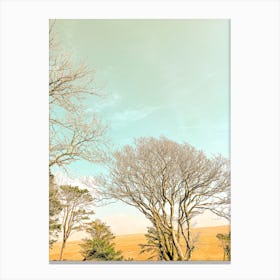 Dartmoor Trees Canvas Print