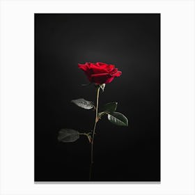 Dark Rose 57 Canvas Print